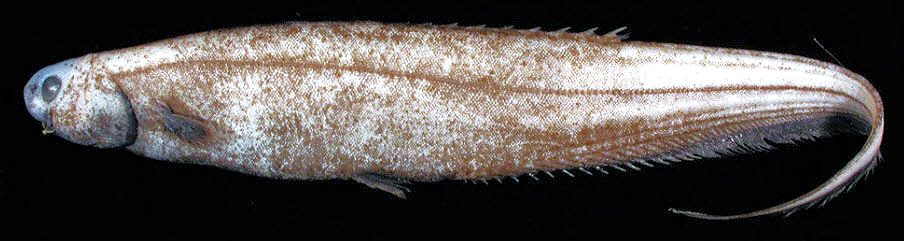 Notacanthus chemnitzii_02.jpg